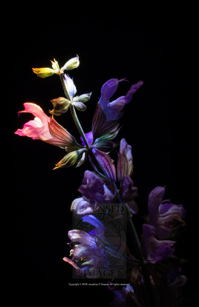 Sage Rainbow